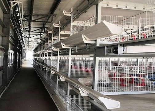 Chambre de poulet préfabriquée de couche de volaille de ferme de structure métallique d'OEM/ODM