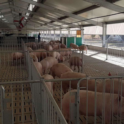 La Chambre de porc légère de structure métallique a galvanisé les bâtiments agricoles préfabriqués