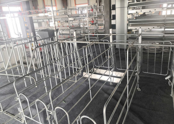 La Chambre de porc préfabriquée fabriquée de structure métallique a galvanisé industriel