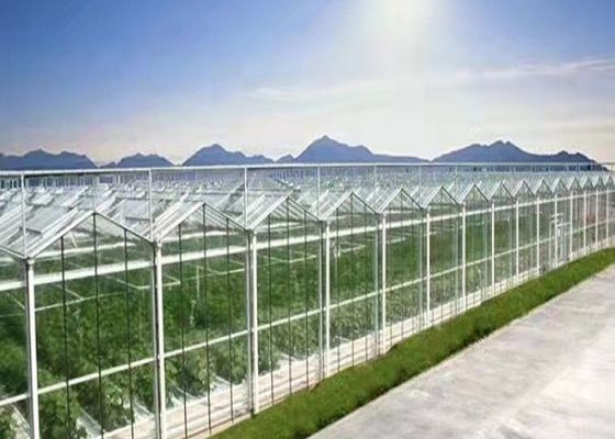 Serre en verre Daman Venlo Plantation en masse de tomates galvanisées à chaud