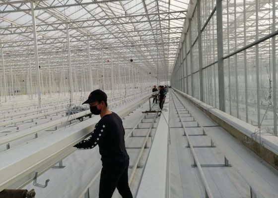 Serre en verre Daman Venlo Plantation en masse de tomates galvanisées à chaud