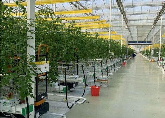 Serre en verre Daman Venlo Plantation en masse de tomates galvanisées à chaud