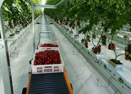 Serre en verre Daman Venlo Plantation en masse de tomates galvanisées à chaud