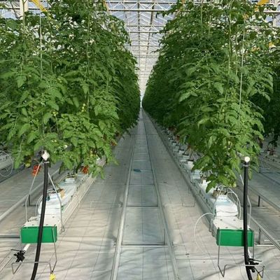 Expérience d'enseignement de la culture de tomates dans une serre en verre