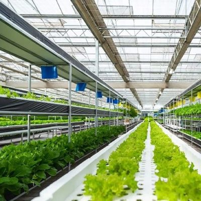 Plantation multicouche de culture de serre chaude en verre Soilless végétale de culture