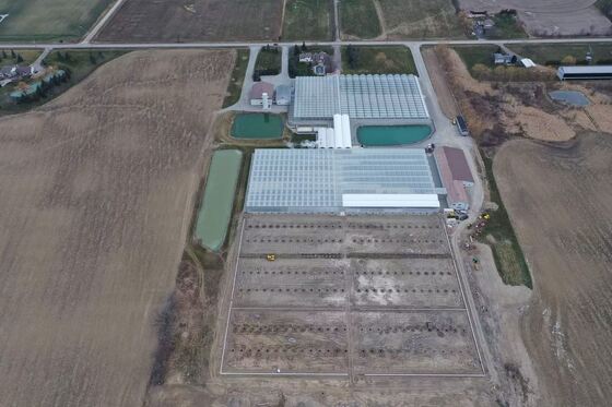Serre en verre panoramique Wenluo - Grande serre de culture de légumes