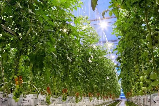 Serre en verre panoramique Wenluo - Grande serre de culture de légumes