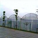 Serre en film PO à travée continue pour augmenter les rendements de légumes