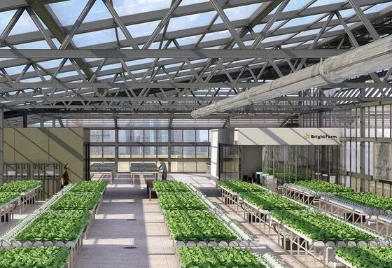 Une serre en film de polyéthylène à bande continue pour la culture de fleurs de haute qualité