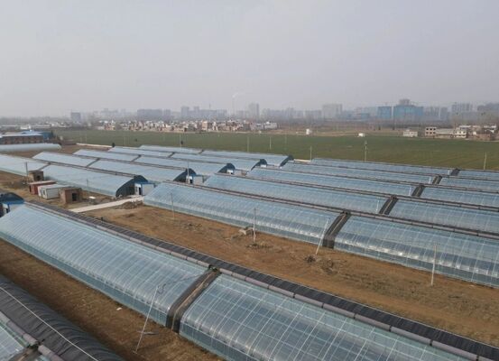 Une serre en film de polyéthylène à bande continue pour la culture de fleurs de haute qualité