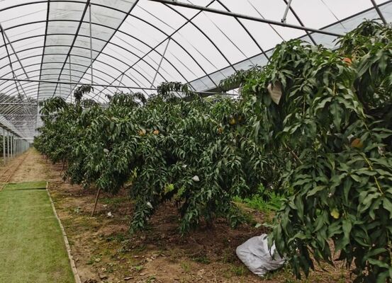 Serre de verre touristique de Wenlu - Serre à grande échelle pour la plantation de fruits