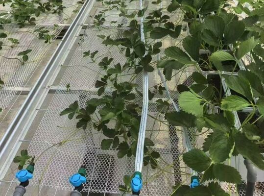 Serre pour la culture des fruits, grande serre en verre pour le tourisme Woonloos